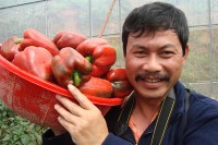 Nông dân Việt kiếm tiền tỷ nhờ... ớt lạ